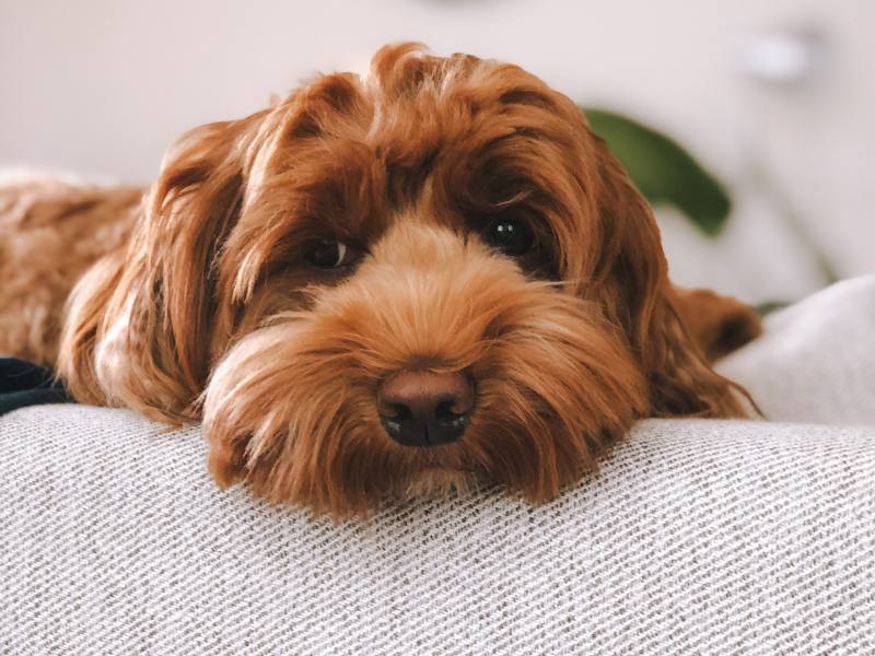 dog resting head on couch