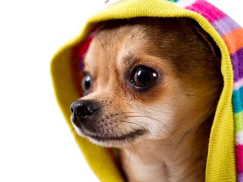 chihuahua wearing hood