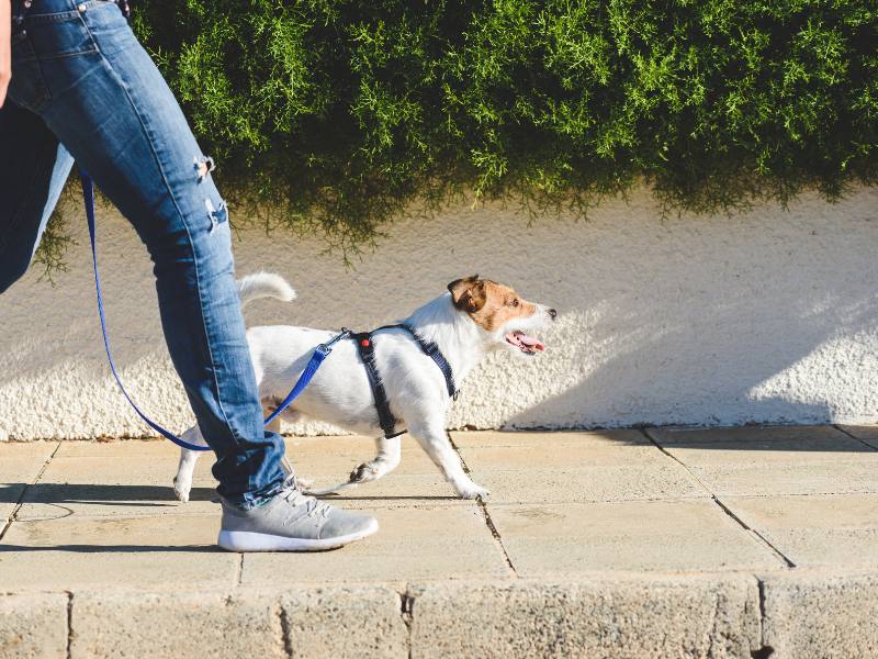 person wearing jeans walking do on sidewalk with leash