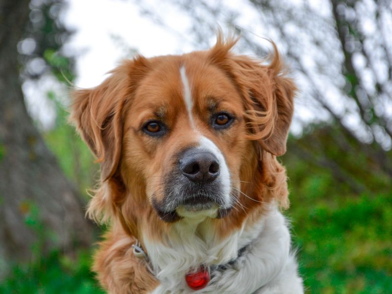 mixed breed dog outside