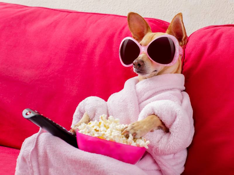 dog on couch wearing robe and sunglasses