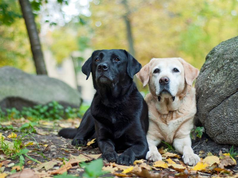2 Labrador Retrievers