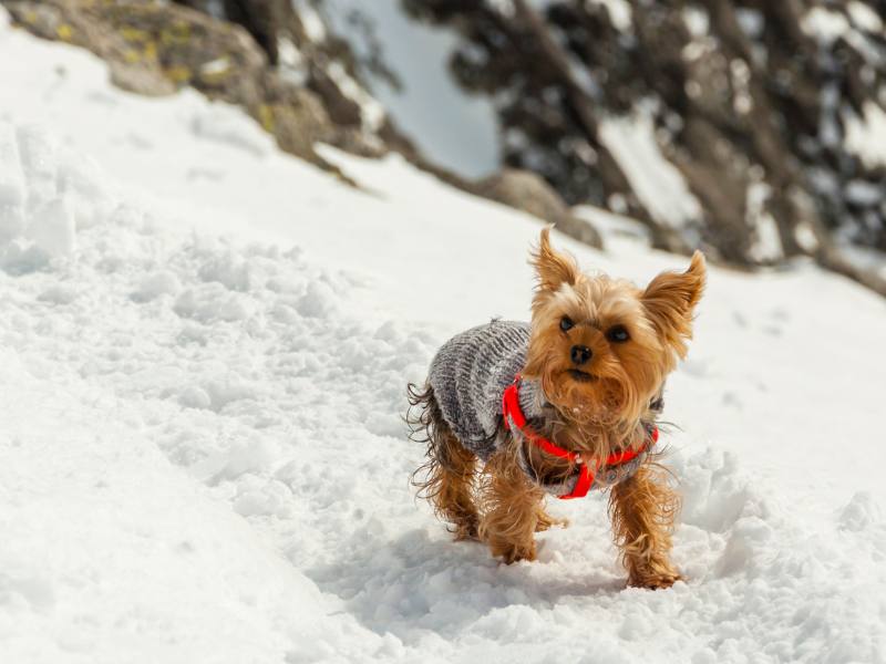 Dog Sweater & Hoodies Canada (Guide & Top 5+&nbsp;Picks)