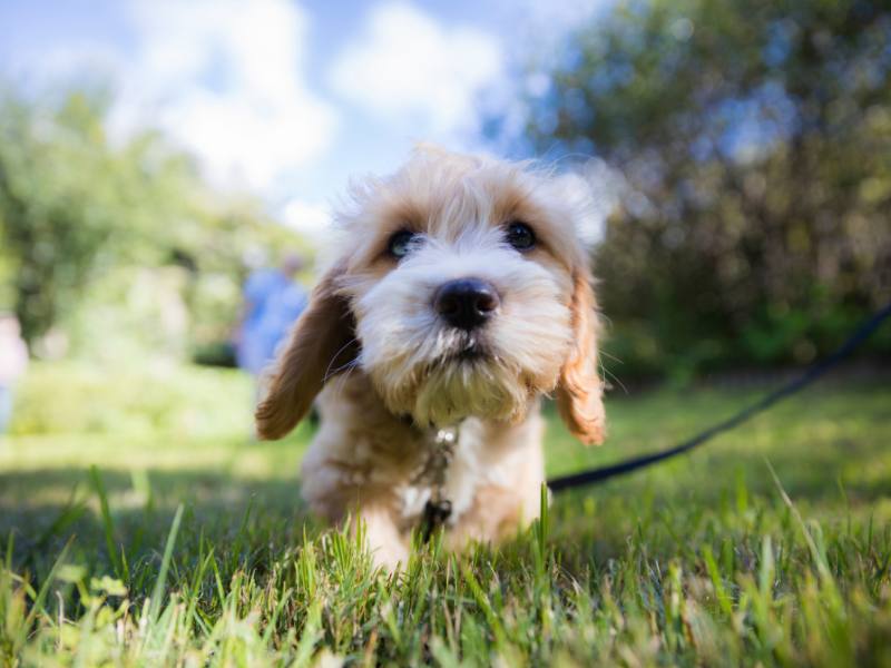 close up of small dog with leash in grass