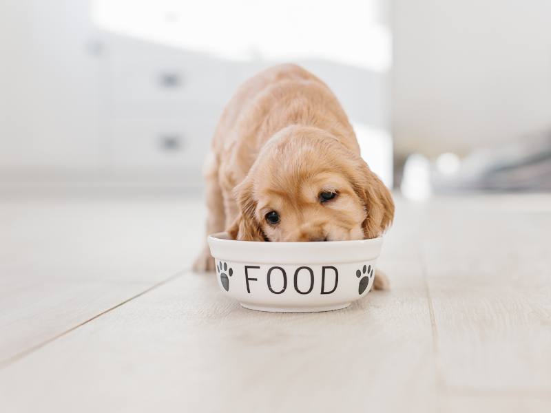 Ceramic Dog Bowls (Luxury Brands, Canadian Artists, and Everything in Between)