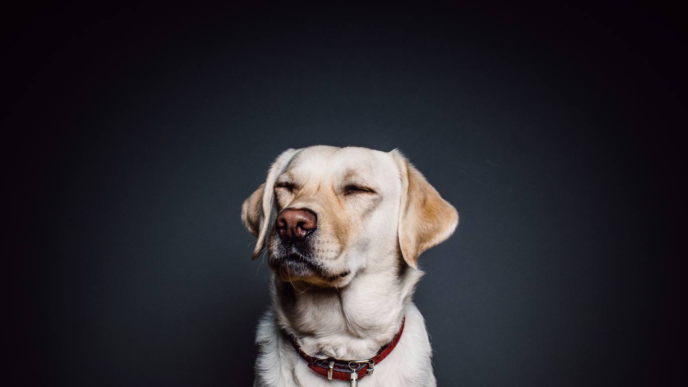 Dog Collars in Canada (The Ultimate Guide)