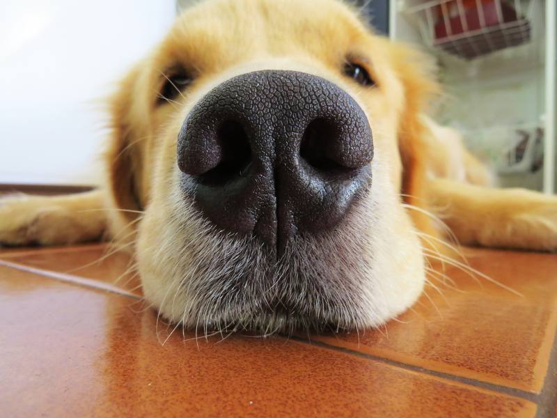close up of golden retriever snout