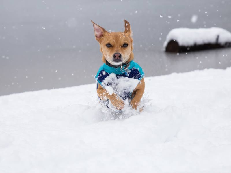 small dog wearing sweater coat running outside in snow