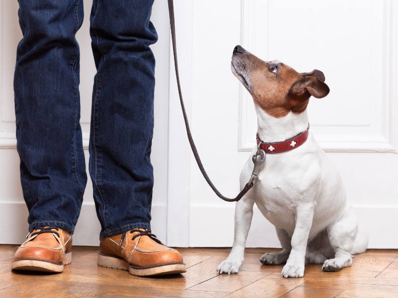 person standing holding dog leash with small dog