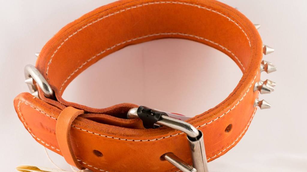 orange leather dog collar