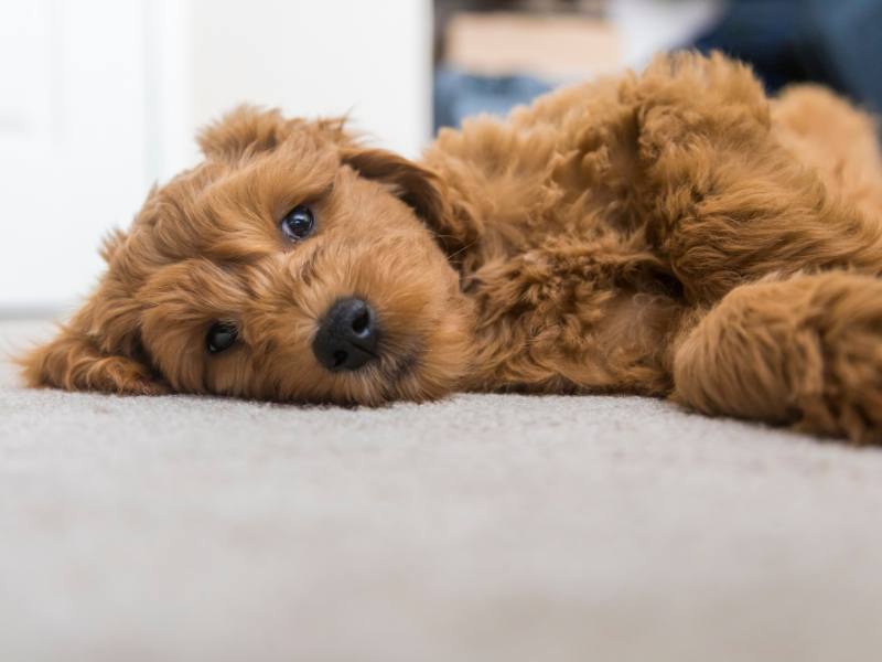 goldendoodle dog relaxing on the floor