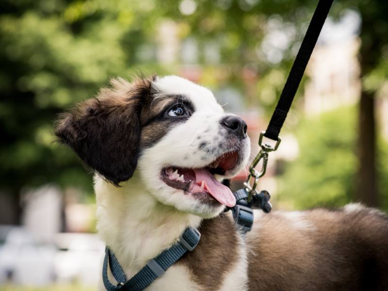 Dog Leash Canada: Unleashing Style & Functionality (Ultimate Guide + 8 Brands We Love)