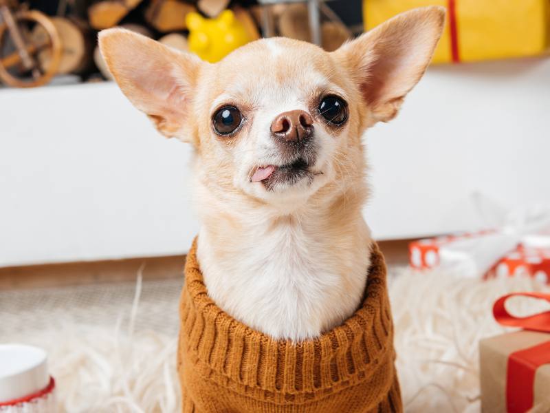 chihuahua wearing brown sweater inside