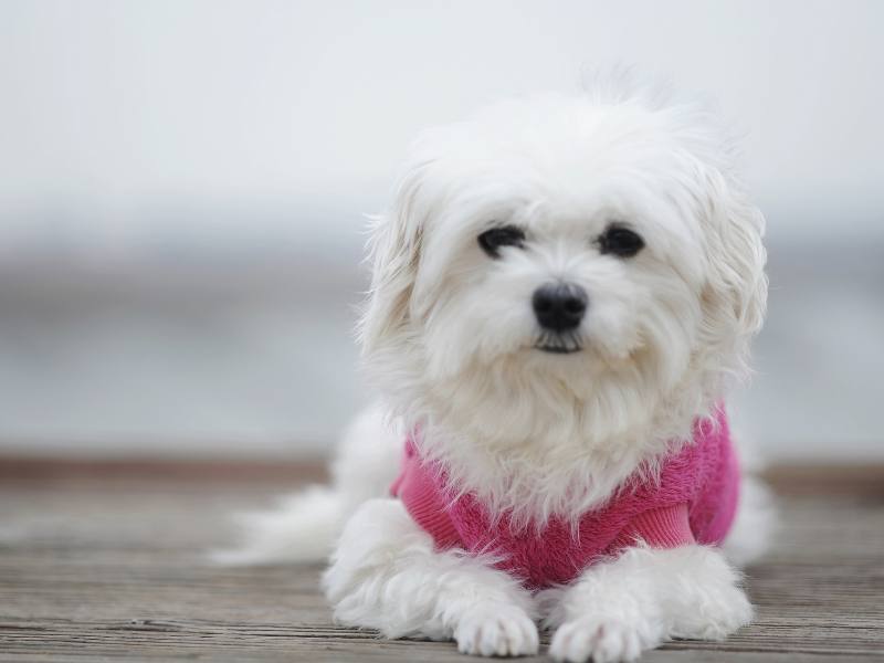 small dog wearing pink sweater