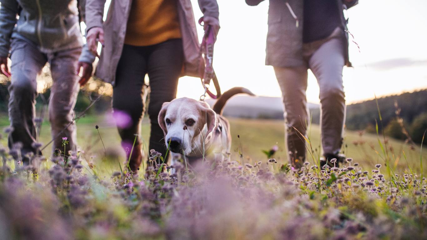 people walking dog in field with purple flowers