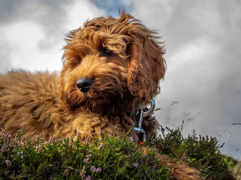 Most Popular Dog Breeds in Canada