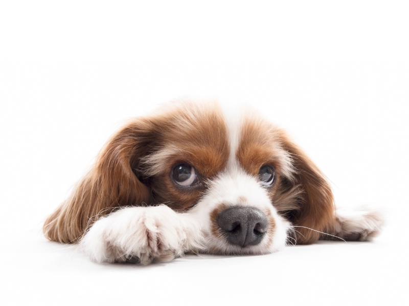 Puppy Names: Old-Fashioned Dog Names Ideas