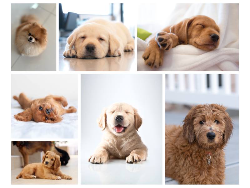 9 different puppies looking cute
