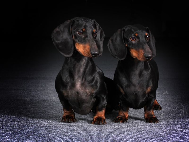 Designer Dog Clothes, Outfits, Collars, and More (Our Top 15+ Picks)