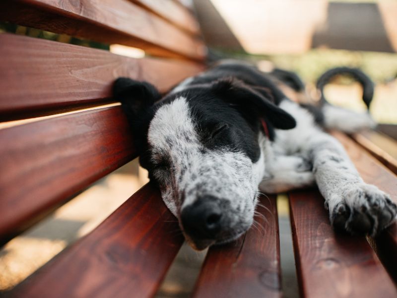 dog sleeping on bench