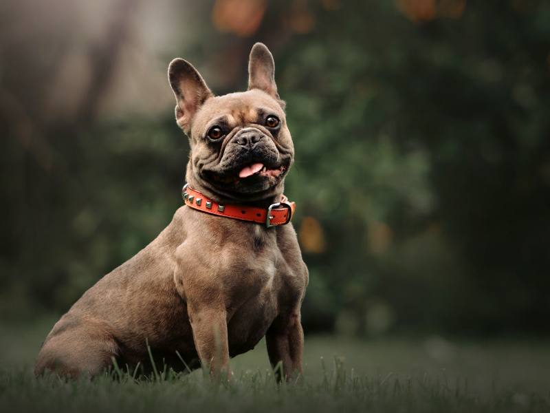 Custom Dog Tags Canada: Personalize Your Pet’s Style (+ Our Top 5 Picks)