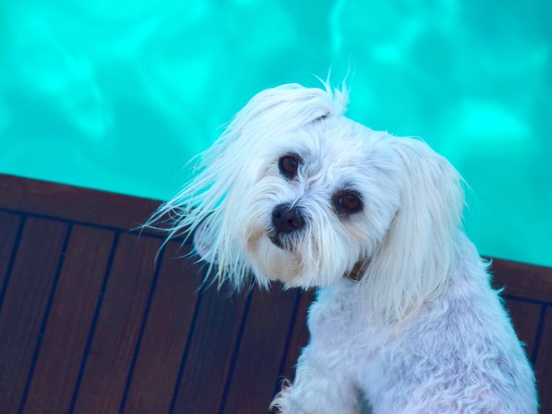 dog looking into the camera poolside