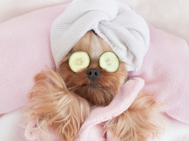 dog relaxing in luxury style with towel on head, wearing robe and cucumbers on eyes