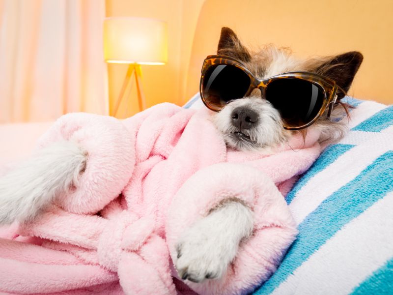 dog relaxing in luxury with sunglasses and robe