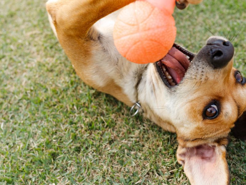 dog playing with ball
