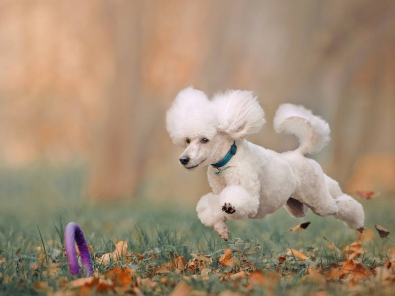 poodle running after dog toy