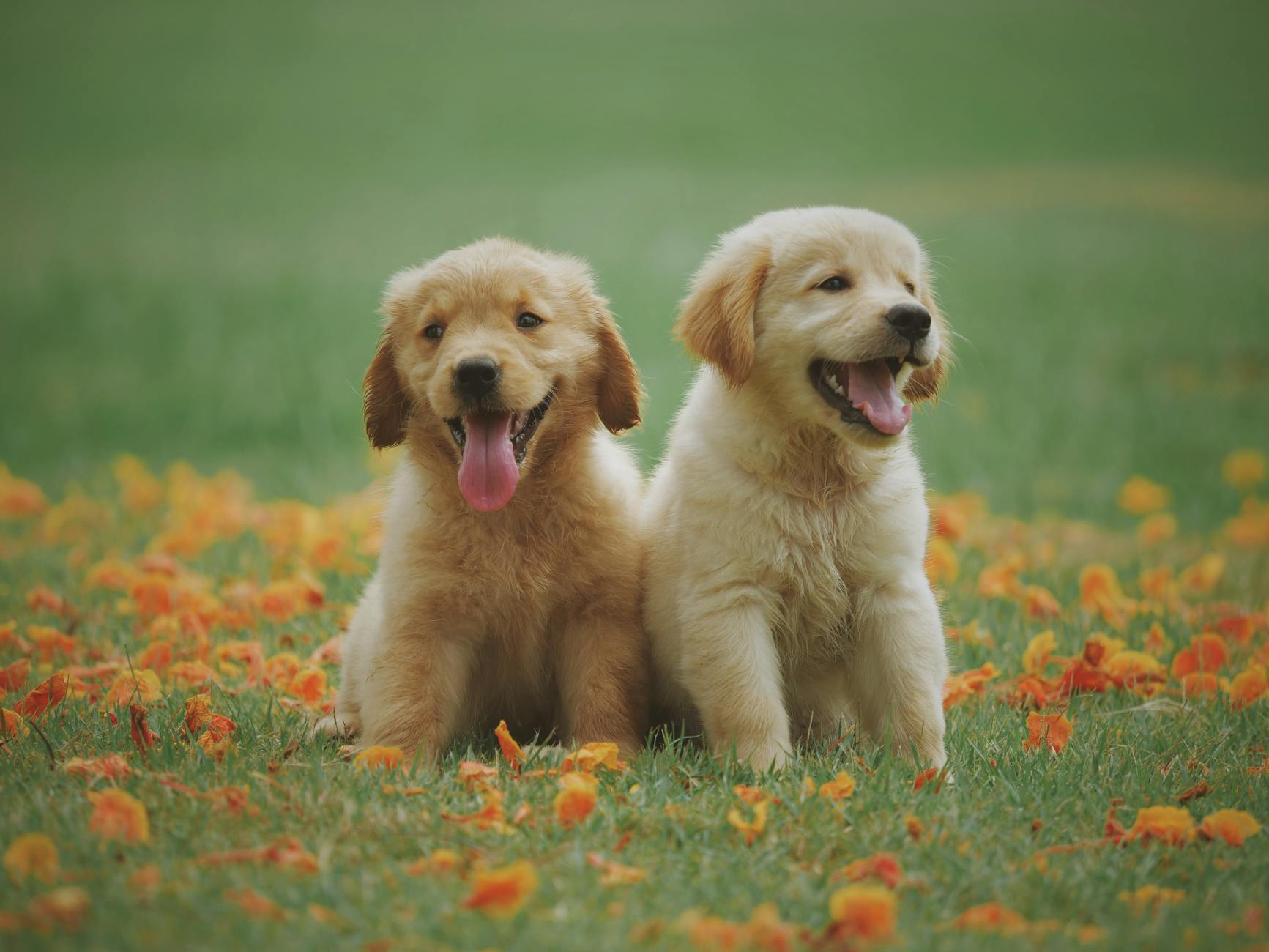 2 Labrador retriever puppies