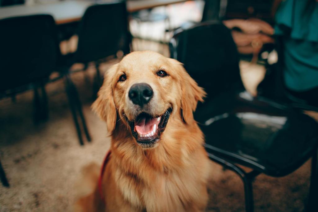 7+ Dog-Friendly Stores in Canada: Where Can Your Pup Tag&nbsp;Along?