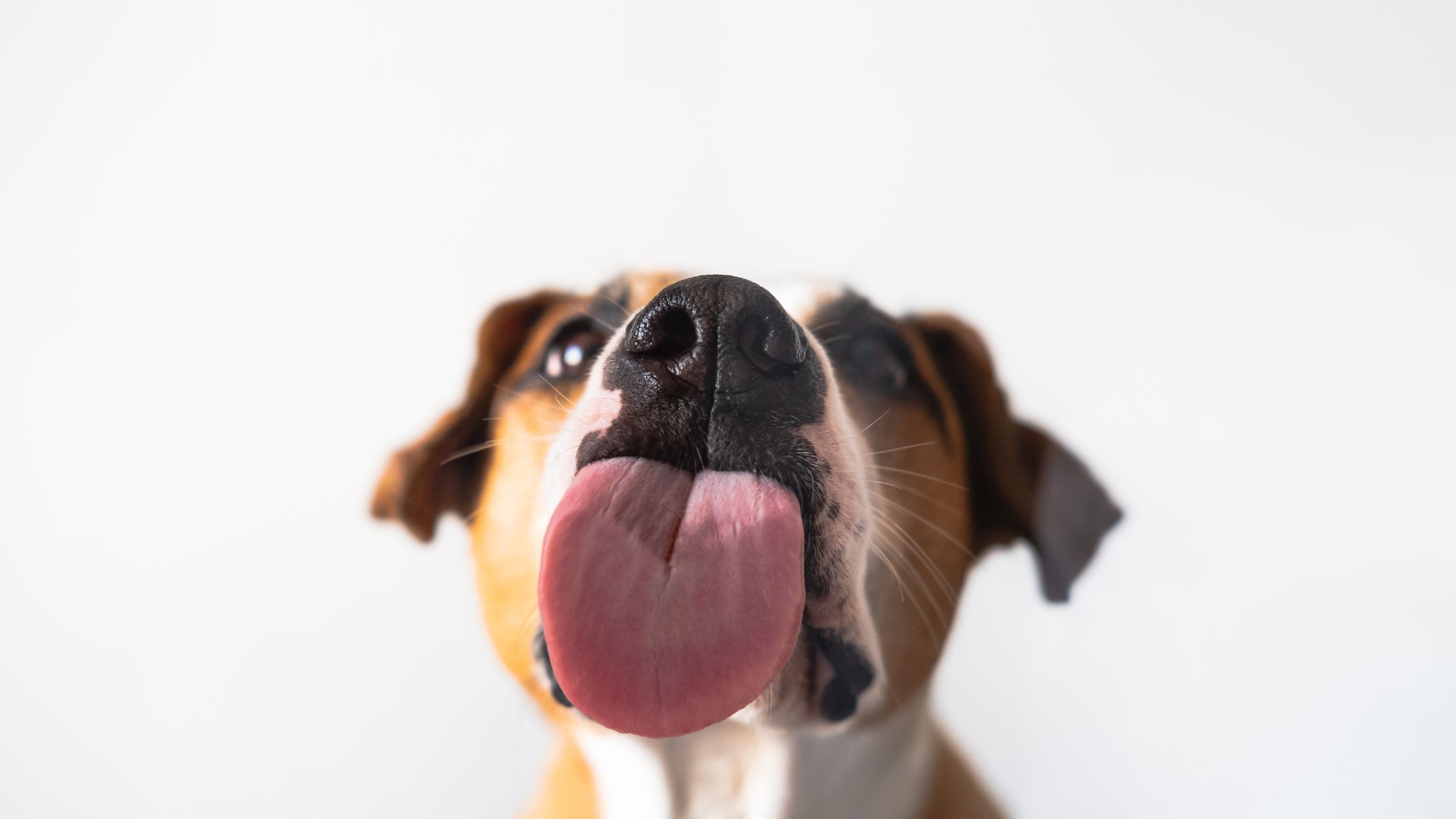 Exploring the Best Dog Names That Start with “A”: A Comprehensive Guide