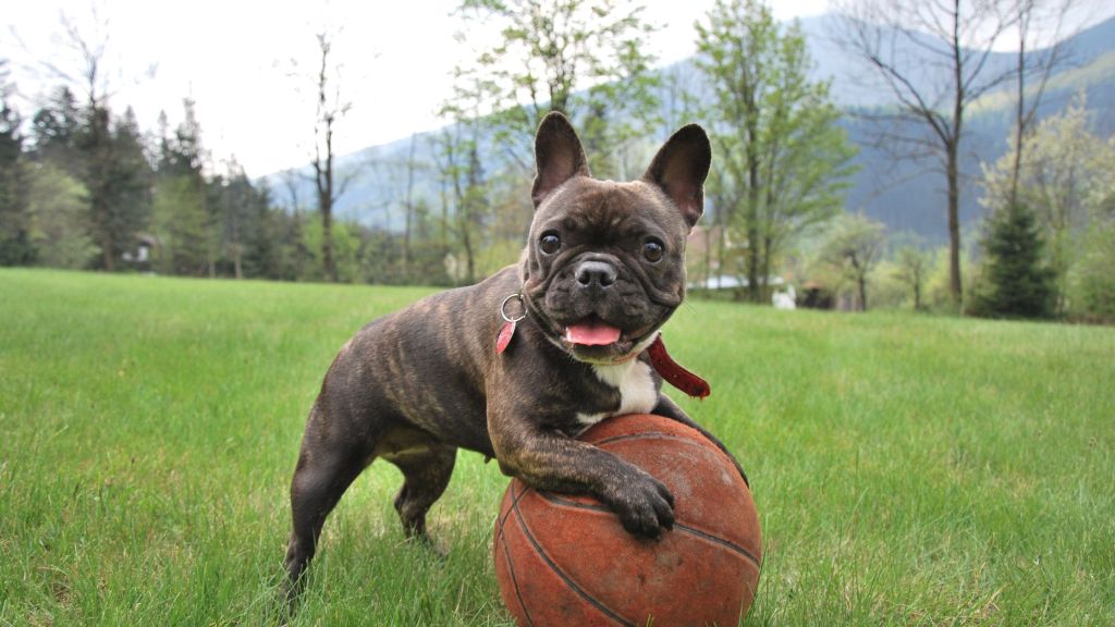 dog and basketball