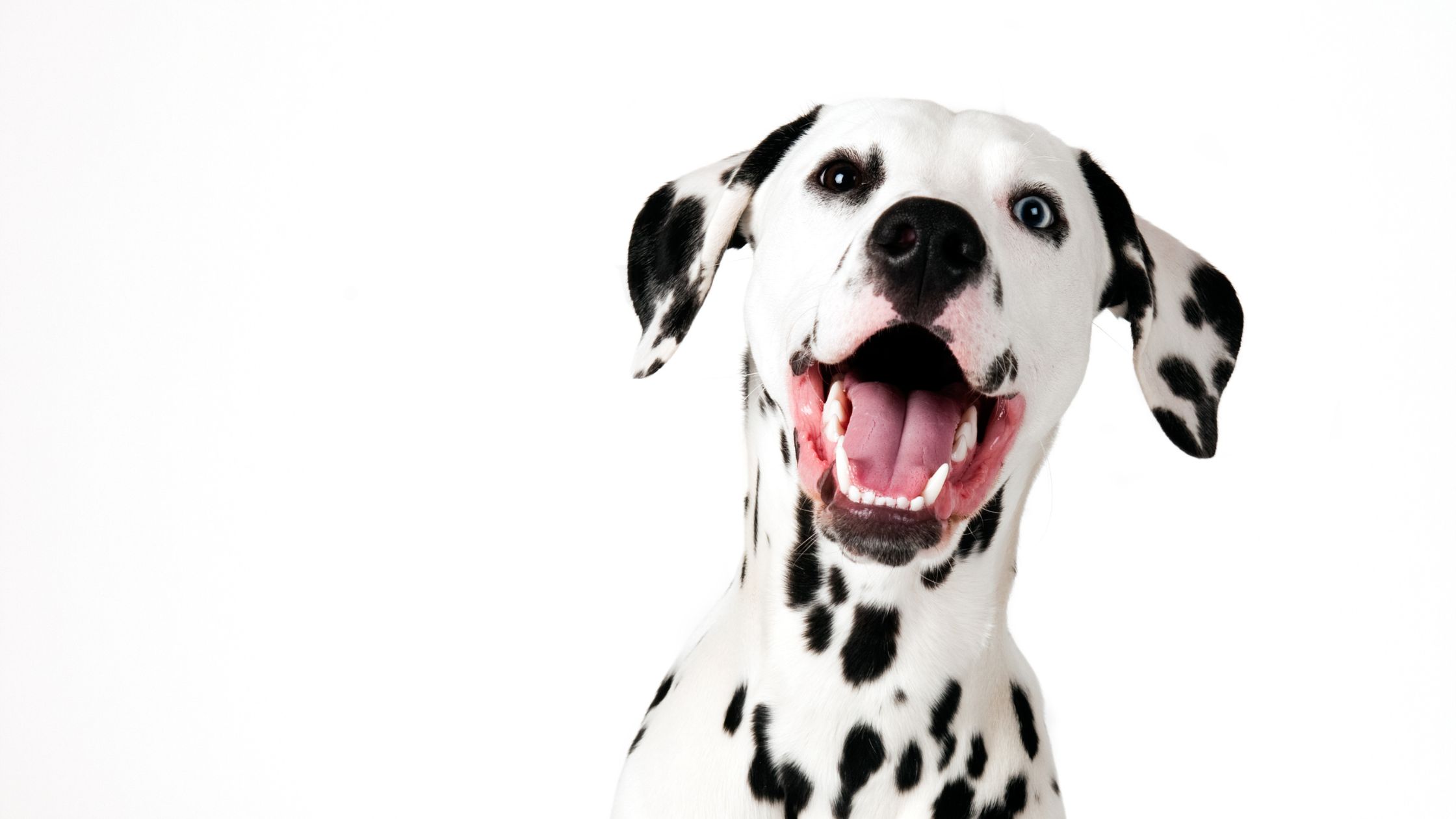 10 Fun and Creative Dog (+ Cat) Coloring Pages (Download Now)