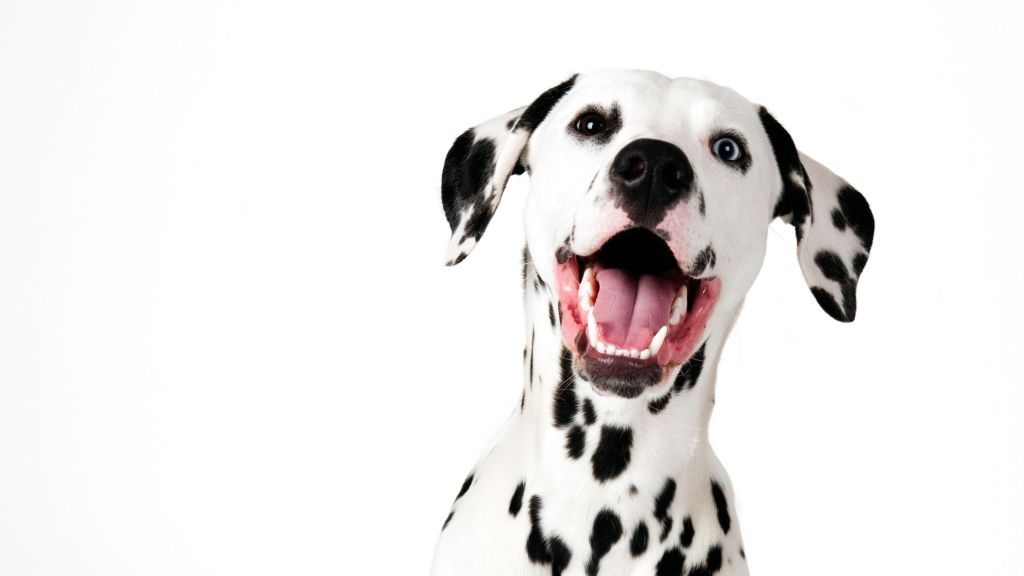 10 Fun and Creative Dog (+ Cat) Coloring Pages (Download&nbsp;Now)