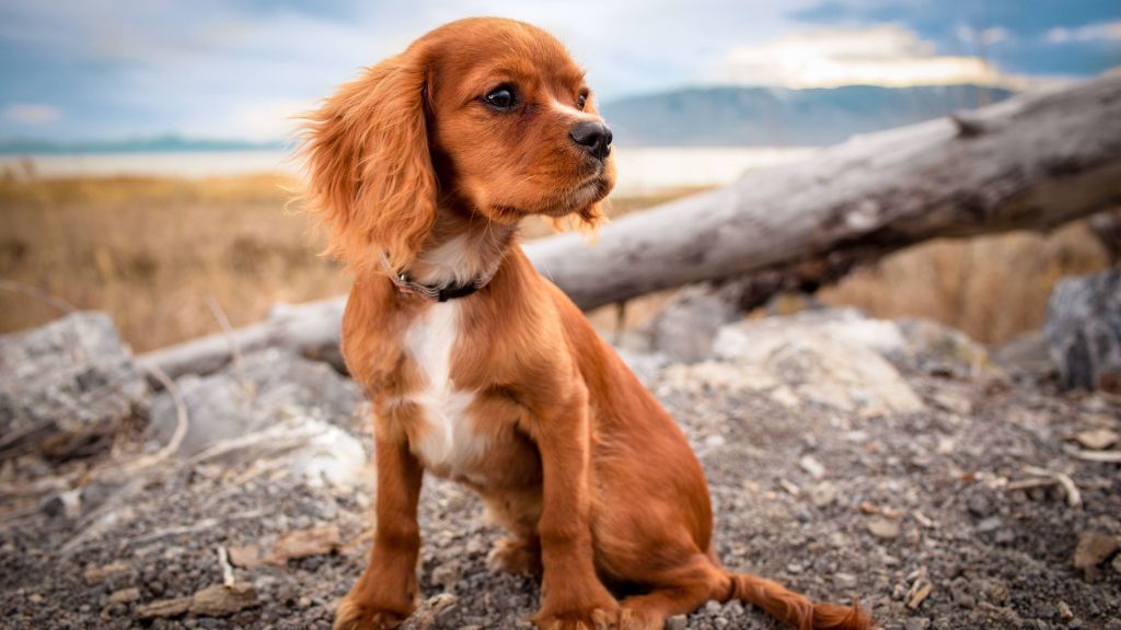 dog sitting on rock