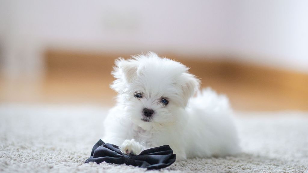 puppy on carpet