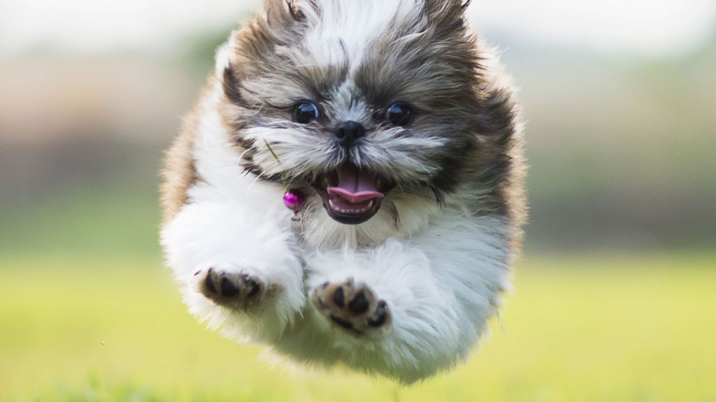 One-Syllable Dog Names: 200+ Short & Catchy&nbsp;Picks