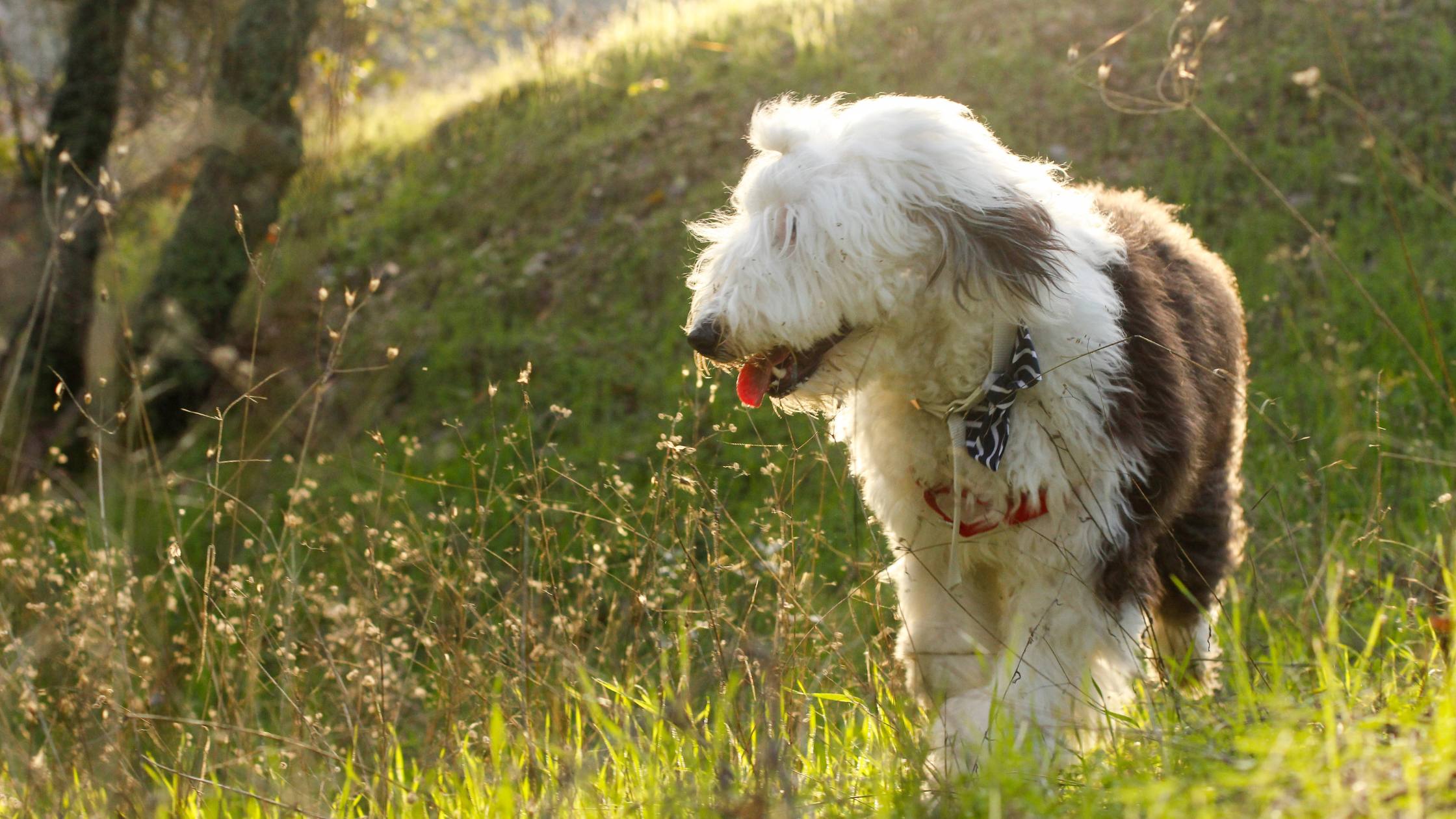 Finding the Perfect Old Man Name for Your Dog: A Delightful Guide