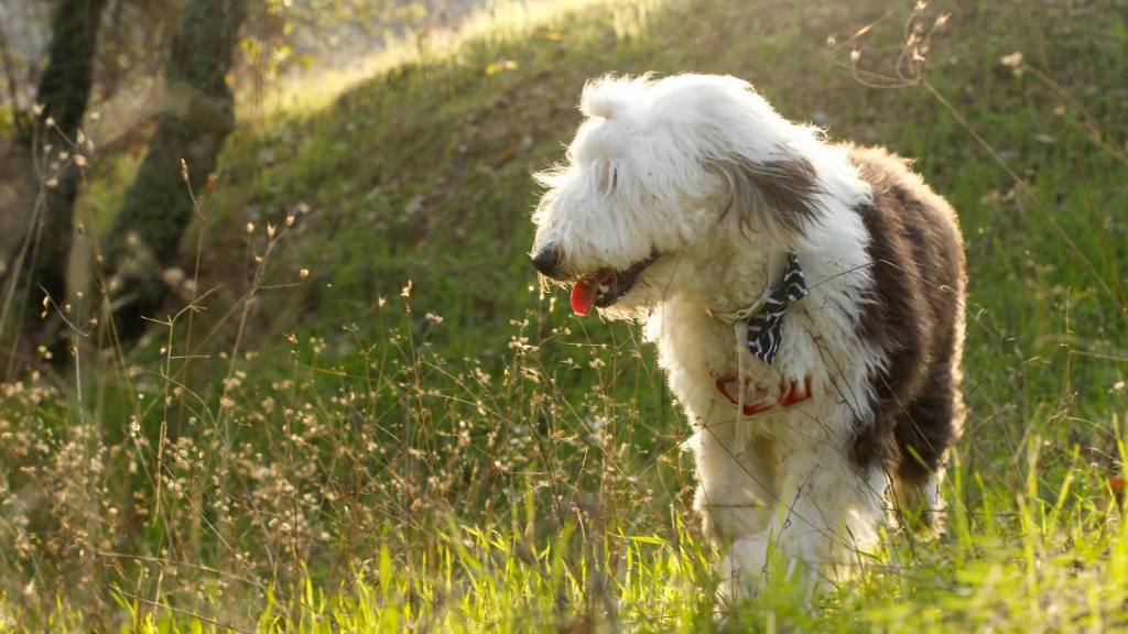 Finding the Perfect Old Man Name for Your Dog: A Delightful&nbsp;Guide