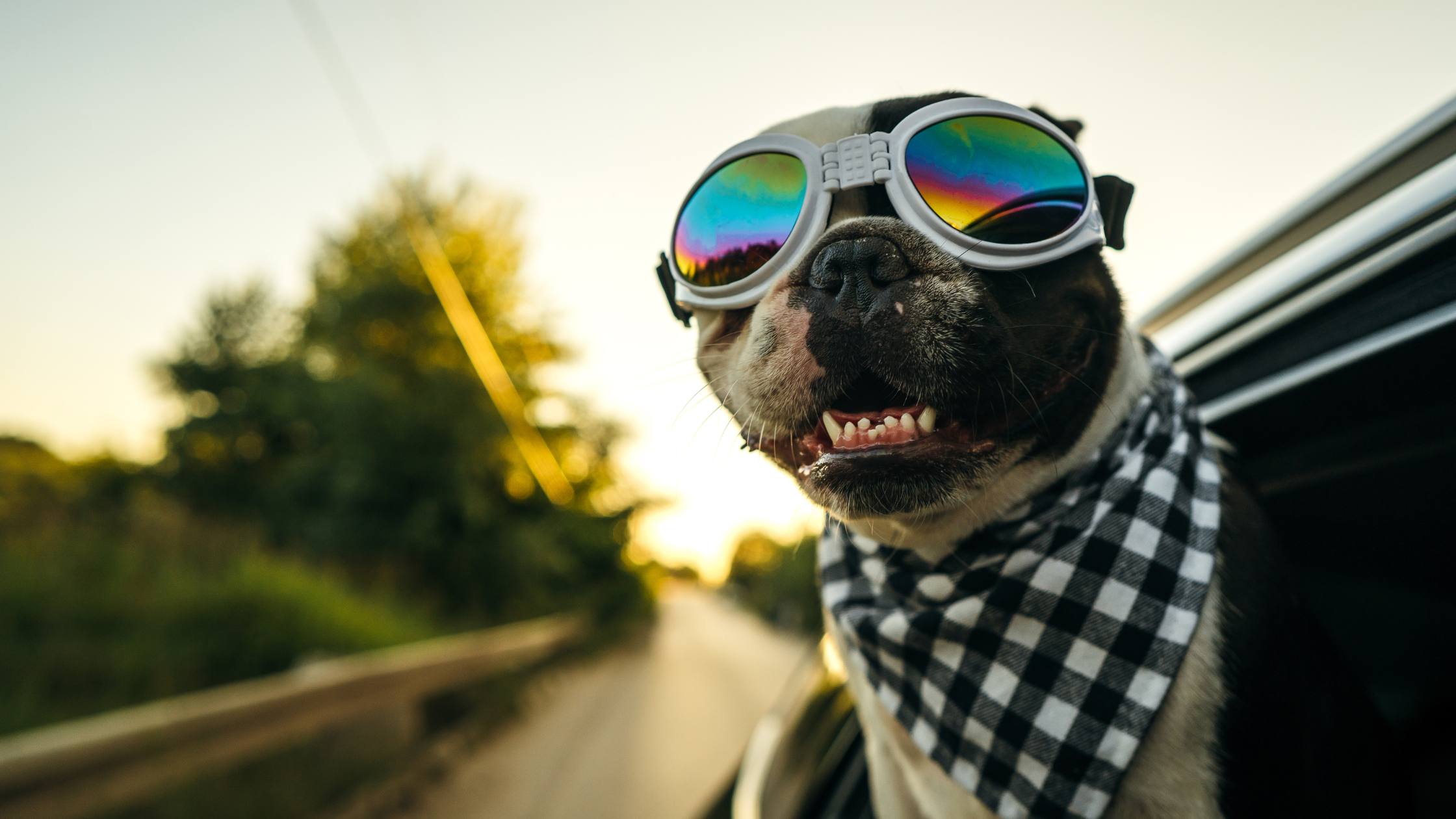 Vroom into Style: The Ultimate Guide to Car Names for Dogs