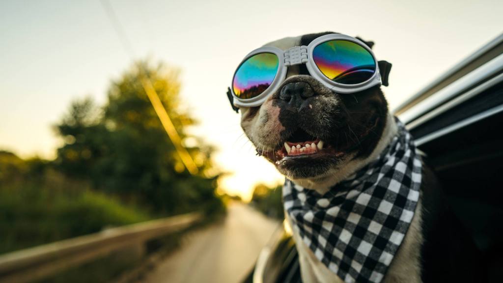 Vroom into Style: The Ultimate Guide to Car Names for&nbsp;Dogs