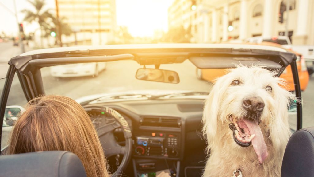 woman driving convertible with dog in car  looking back at camera