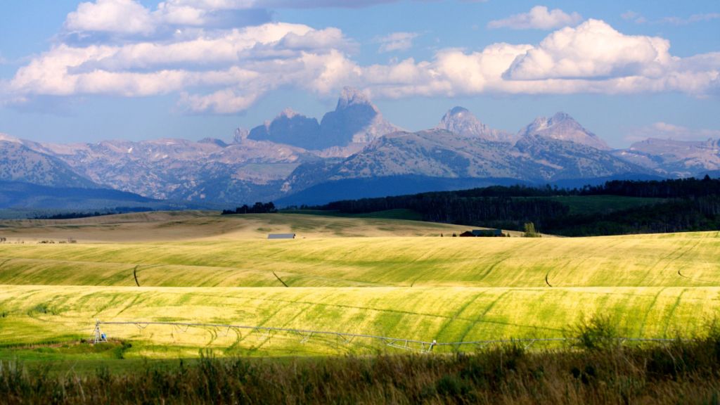 Discovering the Idaho Shag Dog: A Unique Breed with a Heart of&nbsp;Gold