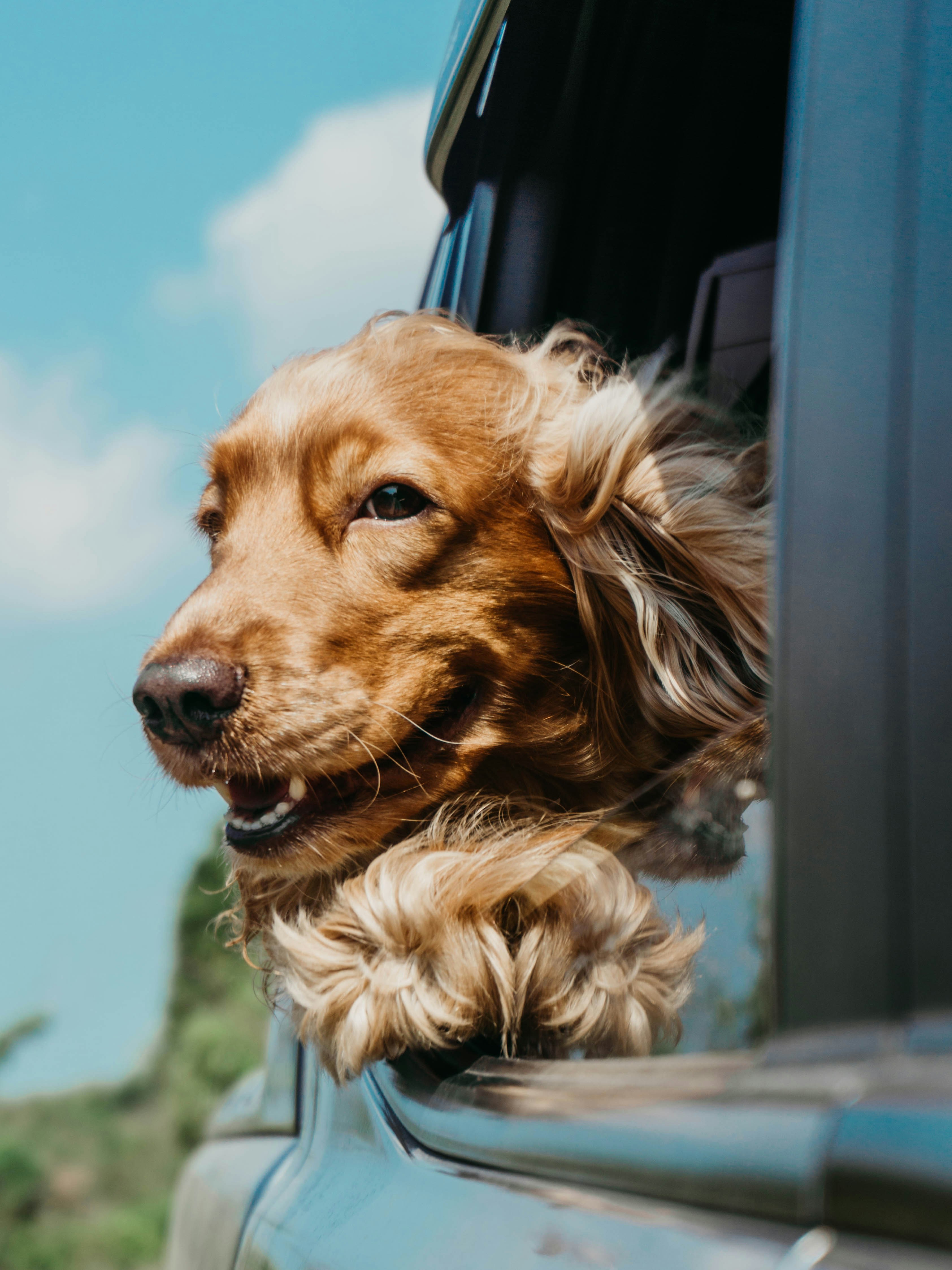 10 Best Dog Travel Bowls for Trips (Collapsible, Portable & Durable Picks)