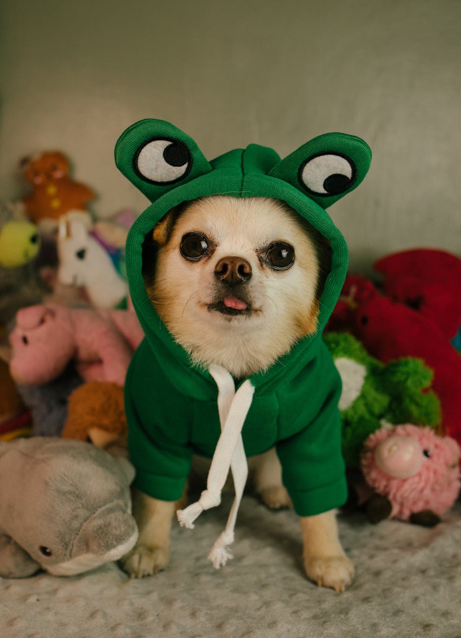 Best Eco-Friendly & Sustainable Dog Halloween Costume Ideas (Ultimate Guide)