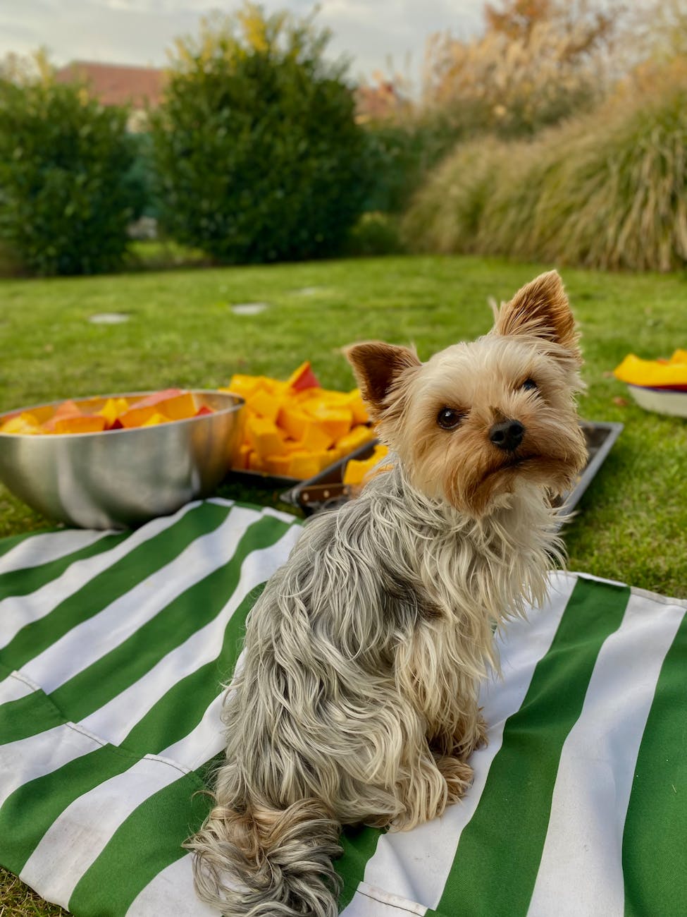 dog sitting outside on picnic blanket