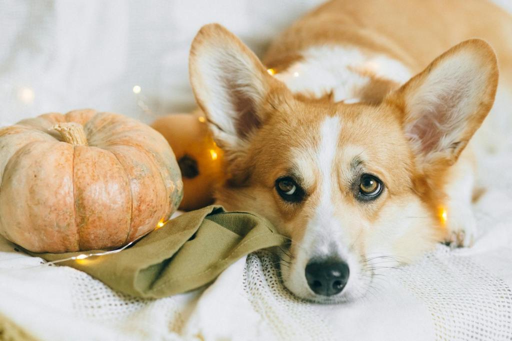 Best Dog Names for Fall: 100+ Autumn-Inspired Picks + Tips to Choose