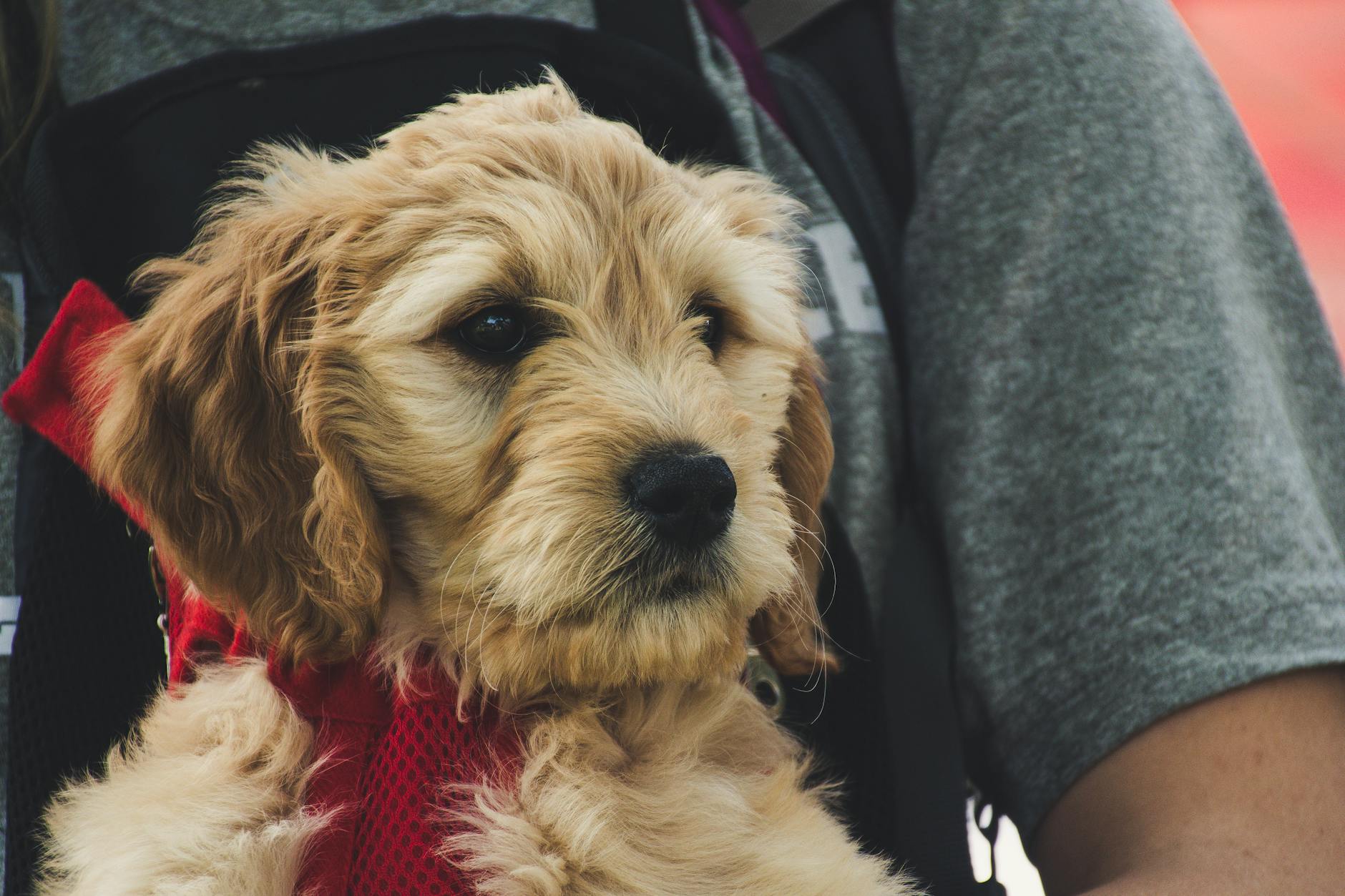 The Ultimate Girl Dog Names Guide